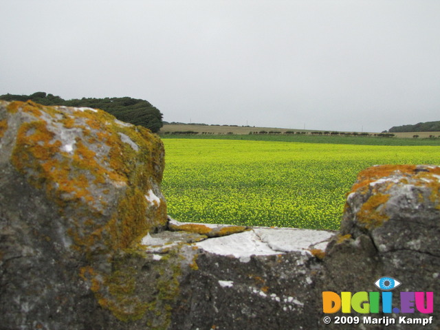 SX08083 Field of yellow linseed framed by wall